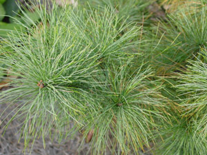White pine foliage on branches